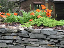 stone wall with poppies